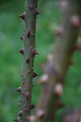 Rose's thorns - close-up