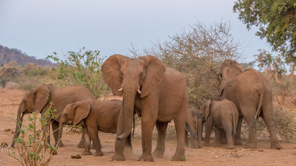 Fototapeta premium Family group dynamics in a small herd of African elephants foraging in the late afternoon sunlight image in horizontal format