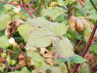 Grandes feuilles lobées, vert, jaunâtre et pourpre du cotonnier créole ou coton à fibre extra-longue sur tiges rougeâtre (Gossypium barbadense)