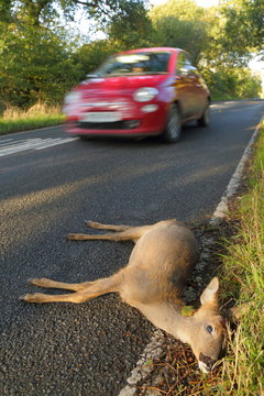 Dead Deer On The Road Hit By Vehicle In Devon, England