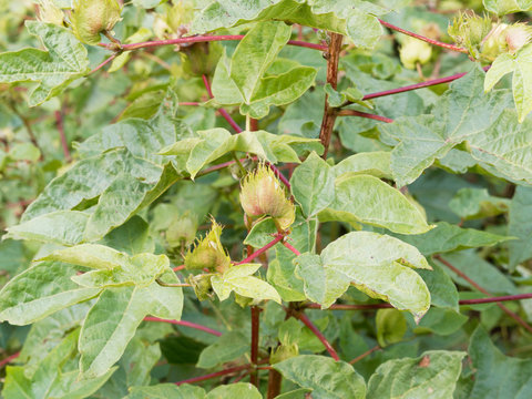 Gossypium barbadense - Le cotonnier créole ou coton à fibre extra-longue aux grandes feuilles lobées sur des tiges rougeâtres
