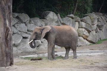 Fototapeta premium Elefant