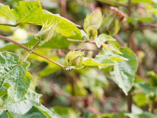 (Gossypium barbadense) Bractée dentelée et feuilles lobées sur tiges rougeâtres du cotonnier créole