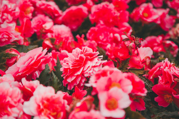 autumn red flowers grow in the city as decoration, nobody