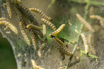 Chenille, chenilles, Hyponomeute du fusain, Yponomeuta evonymella, papillon, larve, larves, Yponomeutidae, teignes, toile, fantôme