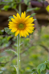 Big Yellow Sunflower In South Of France