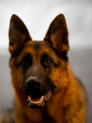 Purebred German Shepherd