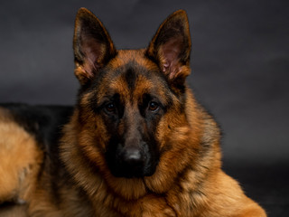 Purebred German Shepherd 