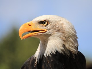 A bald eagle (Haliaeetus leucocephalus) with forest and blue sky background