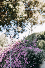 Obraz premium Atmospheric places and sights of Rome. Old wall and flowers in Italy.