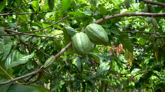 Cacao Tree (Theobroma cacao). Organic cocoa fruit pods in nature.