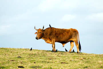 Cow and birds on hillside