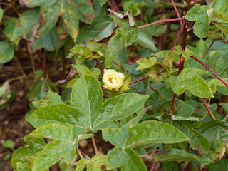 Fleur jaune et blanche macul&eacute;e de rouge du cotonnier cr&eacute;ole sur tiges rouge&acirc;tre (Gossypium barbadense)