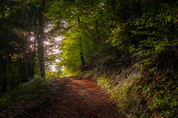 Sunny lit romantic trail in autumn forest, Slovenia