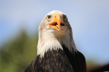 Bald eagle, Haliaeetus leucocephalus portrait