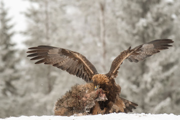 Golden eagle with wings spread rips pieces of meat from frozen racoon carcass
