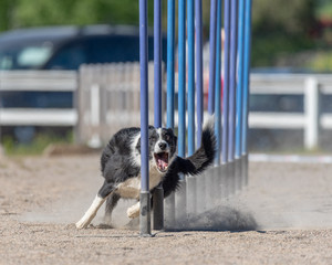 Border Collie doing slalom on dog agility course