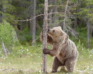 Brown bear is licking the tree in a Finnish bog