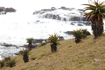 Aloe trees on hillside by the ocean