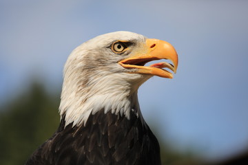 Weißkopfseeadler, Haliaeetus leucocephalus Portrait mit geöffnetem Schnabel und sichtbarer Zunge