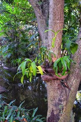 Phuket reception garden area pathway views at Thailand resort, stock photo with no people, near Bangkok. Asia.