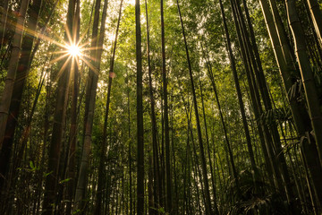 Fototapeta na wymiar morning in the bamboo forest