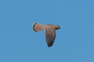 Turmfalke im Flug