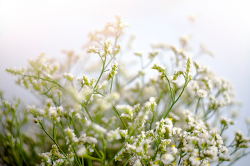 Close-up view of limonium flower