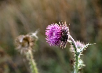 thistle in field