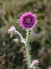 flower of thistle