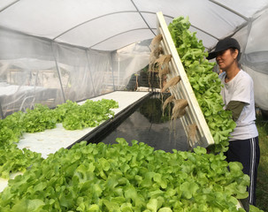 Farmer harvests Hydroponics plants. Aeroponics Salad vegetable.