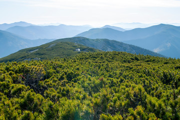 beautiful mountains covered with forest and alpine pine under blue sky