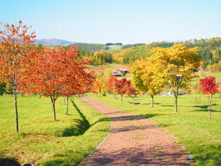 Naklejka premium 秋の北海道の風景
