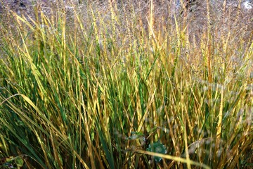 wild reed near the water