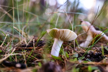 mushroom in the forest