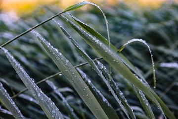wild reed near the water