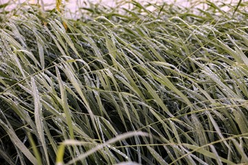wild reed near the water