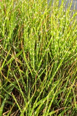 wild reed near the water