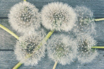 Dry dandelion and seeds on a wooden table