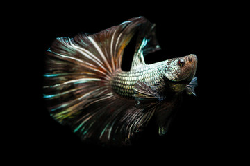 Betta