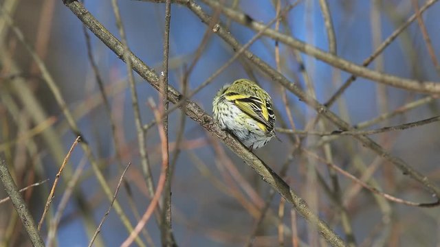 Eurasian Siskin, European Siskin or Common Siskin (Spinus spinus) is siting on a pine branch