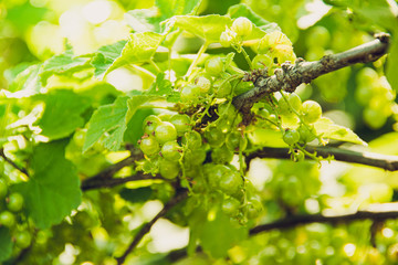 White currant berries in Sunny garden. Growing berries on farm