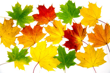 Maple leaves are bright yellow red green isolated on a white background. Backgrounds, structures, designs.