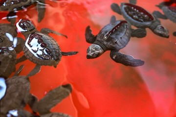 Turtles in the water