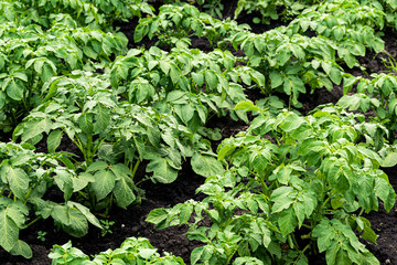 Green potato leaves grow on farm in garden