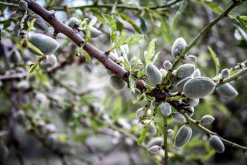 Close-up of young green olives at tree in Spain