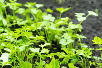 Fresh crop of parsley in summer garden. Parsley leaves grow from ground