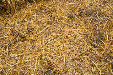 Yellow wheat straw background. Agriculture, grain growing, useful products.