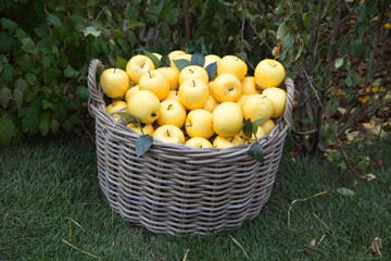 Apples yellow in a wicker basket on a background of green bushes and grass. Food, fruits, agriculture, healthy foods.
