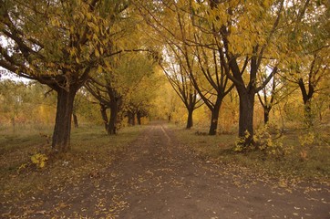 road alley in the autumn park